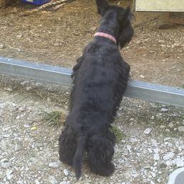 River - Scottish Terrier