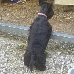 River - Scottish Terrier