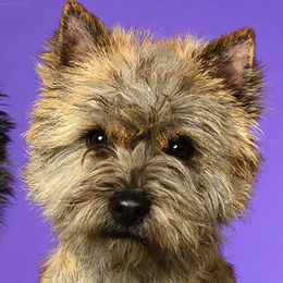 Cairn Terriers from Daphne Green's Cairn Terriers