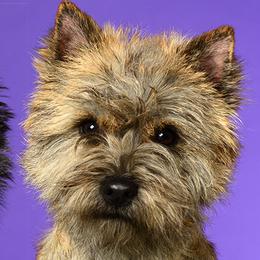 Cairn Terriers from Daphne Green's Cairn Terriers