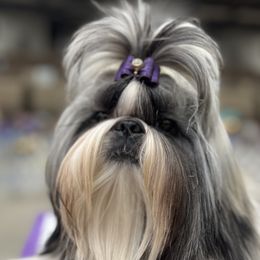 Ryder - Shih Tzu