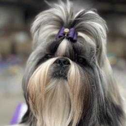 Ryder - Shih Tzu