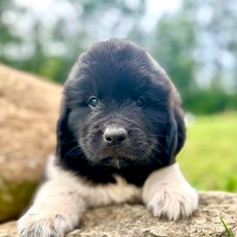 SUNNY - White and black female Newfoundland puppy in Tully, New York from Bear Paw Newfoundlands