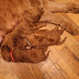 Goldendoodle Puppies from Teddy Doods