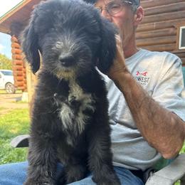 Light pink - Black and white female Sheepadoodle puppy in Eleva, Wisconsin from Molly’s Doodles