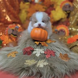 Author - Chocolate merle male Pomeranian puppy in Stockton, California from Pommiepalace