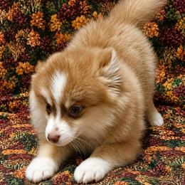 Copper - Red and white male Pomsky puppy in Stover, Missouri from Lx2 County Line Pomskies