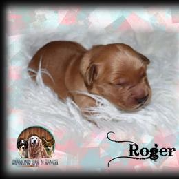 Roger - Dark golden male Golden Retriever puppy in Anson, Texas from Diamond Bar N Ranch