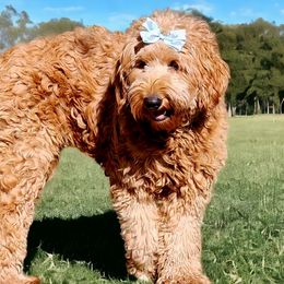 Peach - Goldendoodle