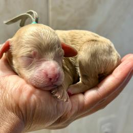 Apricot - Golden male Cockapoo puppy in Palm Beach County, Florida from Benji’s Cockapoos