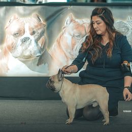 French Bulldogs from Camp Terrazas