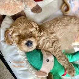 Goldendoodle Puppies from Central Texas Doodle Nest Kennel