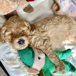 Goldendoodle Puppies from Central Texas Doodle Nest Kennel