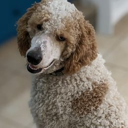 Poodles from Jenni Durham's Poodles