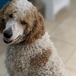 Poodles from Jenni Durham's Poodles