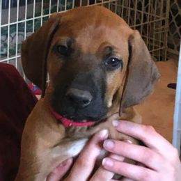 Rhodesian Ridgeback Puppies from Krystal Rhodesian Ridgebacks