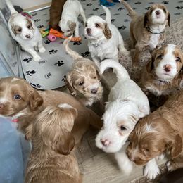 Australian Labradoodle Puppies from Victoria Creek Australian Labradoodles