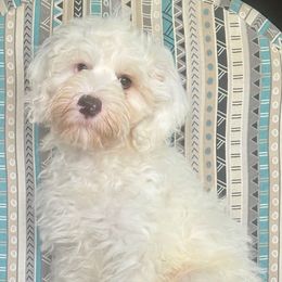 Friedrich - Cream male Australian Labradoodle puppy in Washington, North Carolina from Pamlico Labradoodles