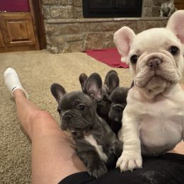 Bulldog and French Bulldog Puppies from Crystals Bulldog Bungalow