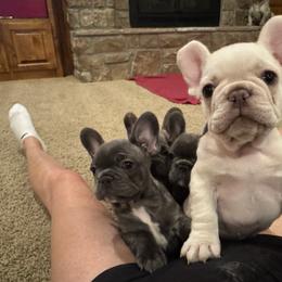 Bulldog and French Bulldog Puppies from Crystals Bulldog Bungalow