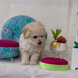 Poodle Puppies from Teacup & Toy Poodles