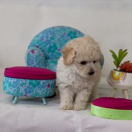 Poodle Puppies from Teacup & Toy Poodles