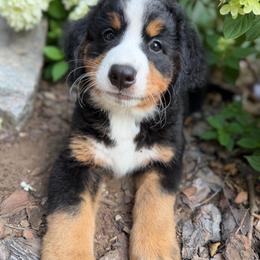 Girl 1 - Black rust and white female Bernese Mountain Dog puppy in Barker, New York from A little bit of heavens Bernese mountain dogs
