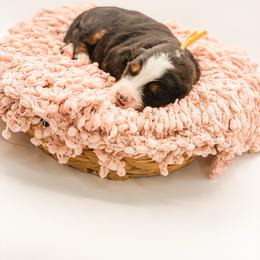 Aspen - Black rust and white female Bernese Mountain Dog puppy in Hudson, Indiana from TurkeyCreek-K9