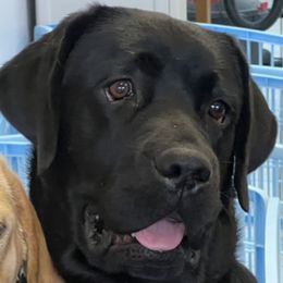 Xerox - Labrador Retriever
