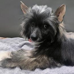 Nicholas - Black white and tan male Chinese Crested puppy in Hernando, Florida from Bent Oak Chinese Cresteds