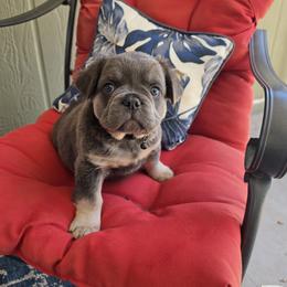 Black collar - Blue male French Bulldog puppy in Grand Junction, Colorado from Elisabeth's Frenchies