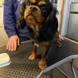 Trudy - Black and tan female Cavalier King Charles Spaniel puppy in Sandstone, Minnesota from Peaceful Garden Cavaliers