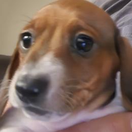 Male 2 - Chocolate and cream male Dachshund puppy in Gilbert, Arizona from HPM