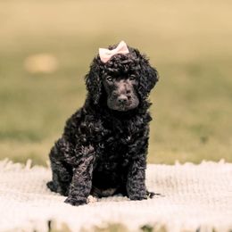 Poodle Puppies from H4 Standard Poodles