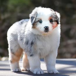 Promise - Blue merle female Miniature American Shepherd puppy in Omaha, Arkansas from Ashland Miniature American Shepherds & Miniature Australian Shepherds