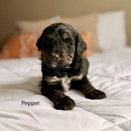 Pepper - Phantom female Bernedoodle puppy in Pennsylvania from Bells Bernedoodles