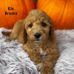 Kix Brooks - Apricot male Goldendoodle puppy in Lancaster, Minnesota from North Star Dog Training