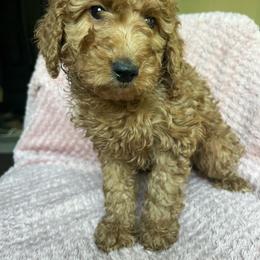 Molly - Apricot female Goldendoodle puppy in Lowville, New York from Adirondack Labradoodles