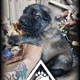 Copper - Sable male German Shepherd puppy in Sequim, Washington from German Shepherd Haus