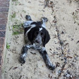 Boykin Spaniel and English Springer Spaniel Puppies from 31 Pines Springers & Retrievers
