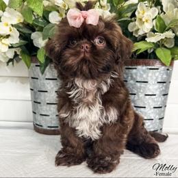 Molly - Chocolate female Shih Tzu puppy in Sanger, California from Cerda’s Precious Paws