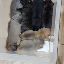 French Bulldog Puppies from BBS Frenchies
