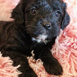 Ebony - Black female Cavapoo puppy in Marshfield, Missouri from Puppyloversplace