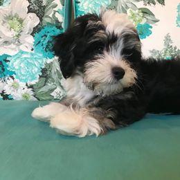 Havanese Puppies from Selah Havanese