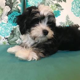 Havanese Puppies from Selah Havanese