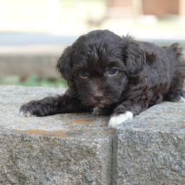 Molly - Chocolate female Havapoo puppy in Bowling Green, Kentucky from Denise Clark