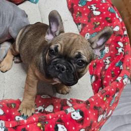 Harley - Fawn and white female French Bulldog puppy in Yellowstone County, Montana from JNS Frenchies