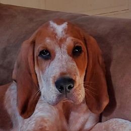 American English Coonhound Puppies from Passchendaele English Coonhounds