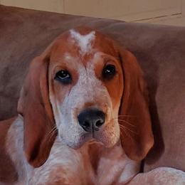 American English Coonhound Puppies from Passchendaele English Coonhounds