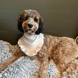Reece - Bernedoodle